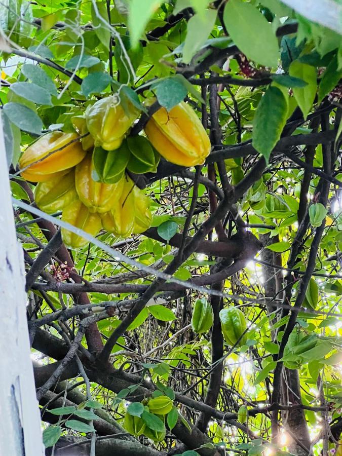 3Bdrm Fruit Tree Home Near Downtown Orlando Exteriör bild