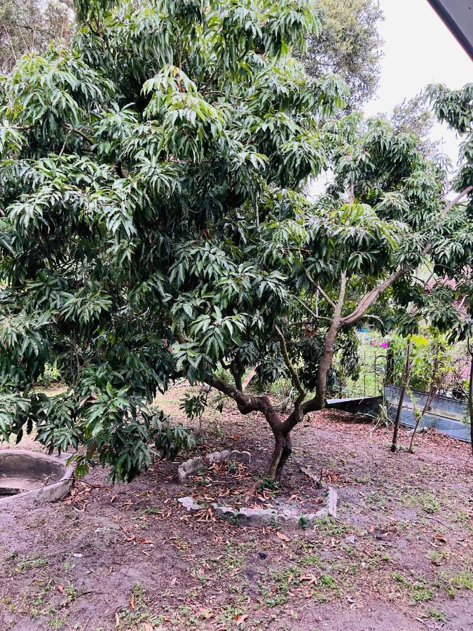 3Bdrm Fruit Tree Home Near Downtown Orlando Exteriör bild
